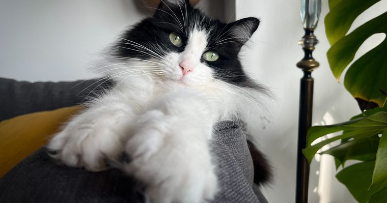 Gato tumbado en el sofá del salón